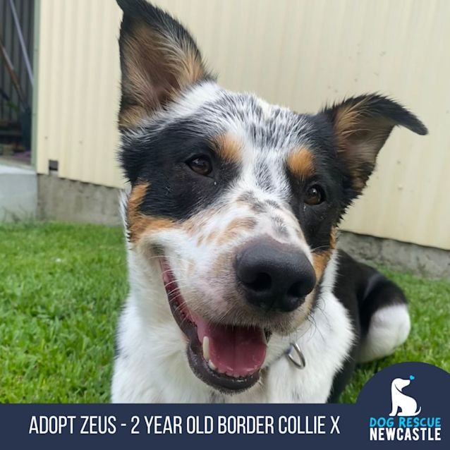 Photo of Zeus   2 Year Old Border Collie X (Trial)