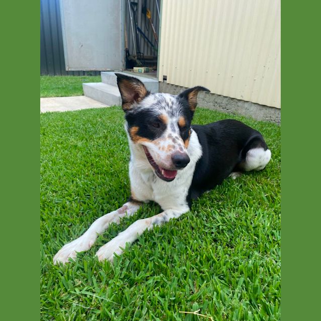 Photo of Zeus   2 Year Old Border Collie X (Trial)