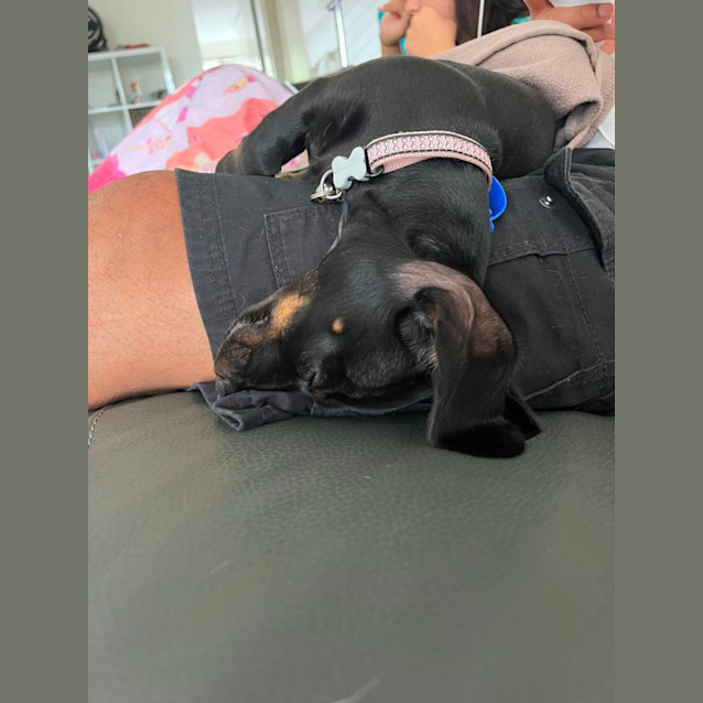 Photo of Lola   16 Week Old Dachshund X Chihuahua (Trial)