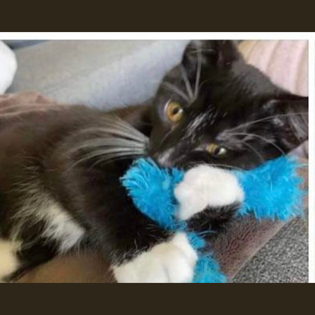 Photo of Oatmeal Petstock Carrum Downs 17/3/24