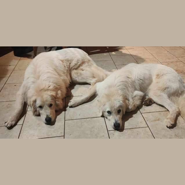 Photo of Lulu / Harry