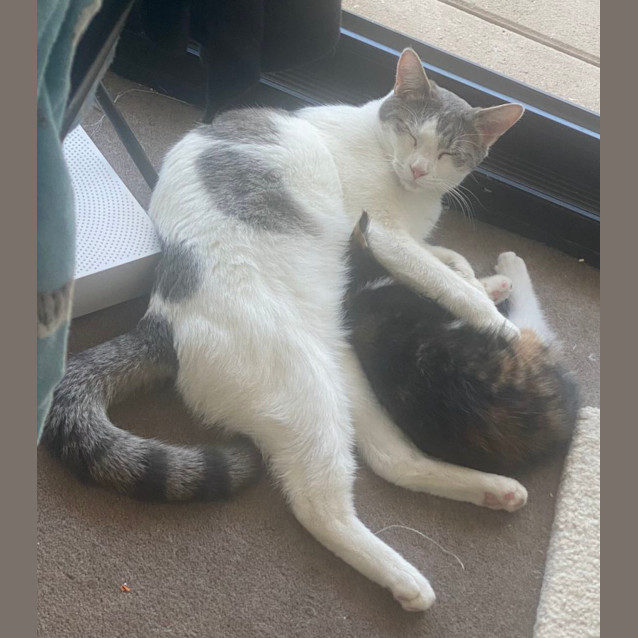 Photo of Rudy **2nd Chance Cat Rescue**