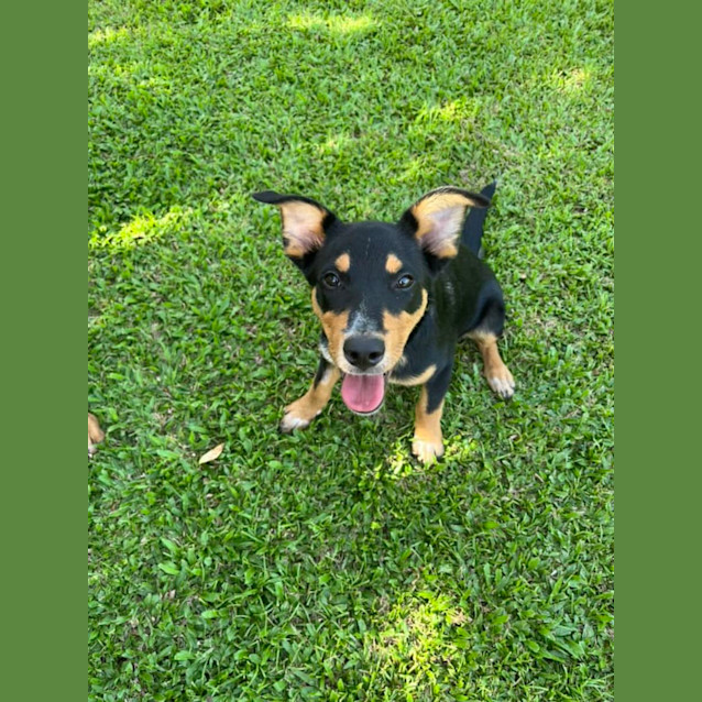 Photo of Bean