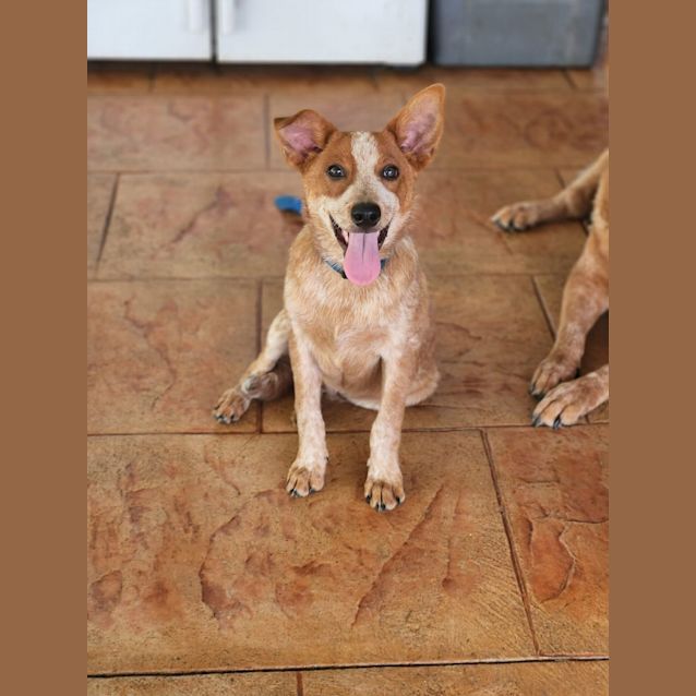 Photo of Blippi