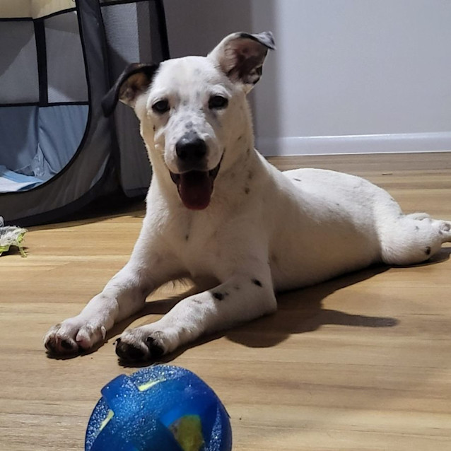 Photo of Lola