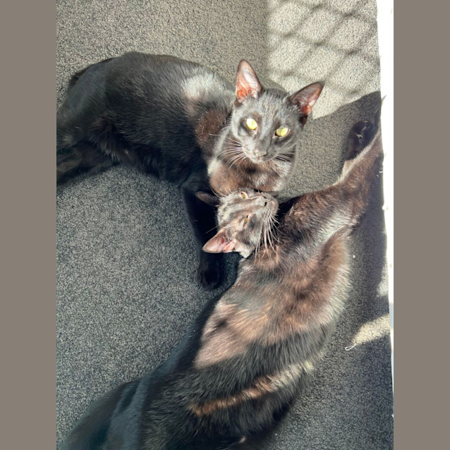 Photo of Jet And Shadow