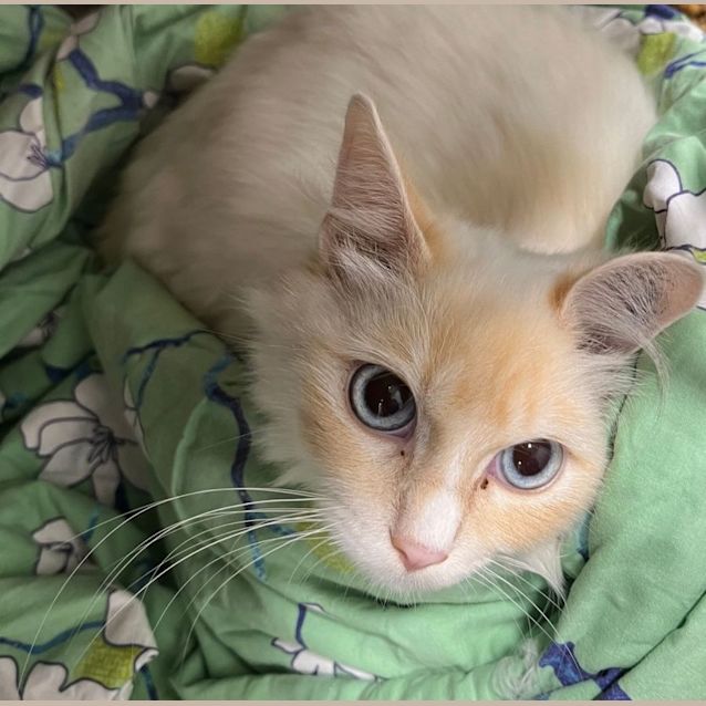 Photo of Blossom