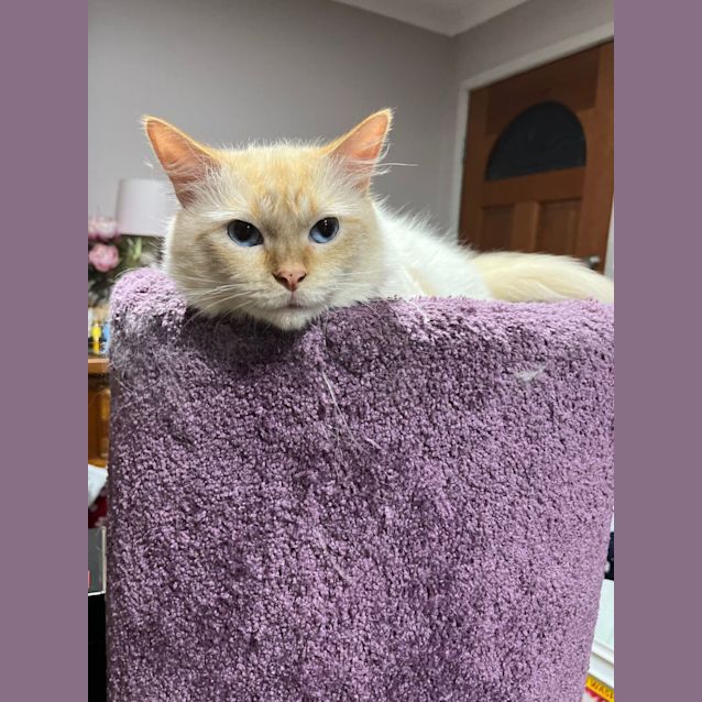 Photo of Simba