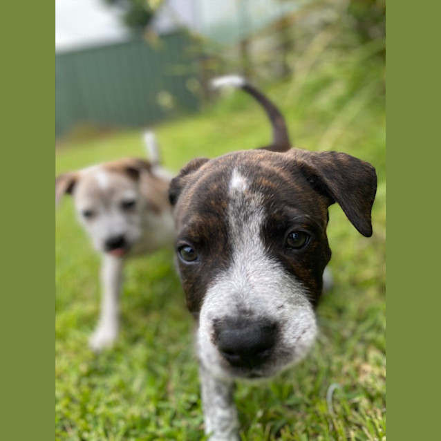 Photo of Romey   3 Month Old Staffy X