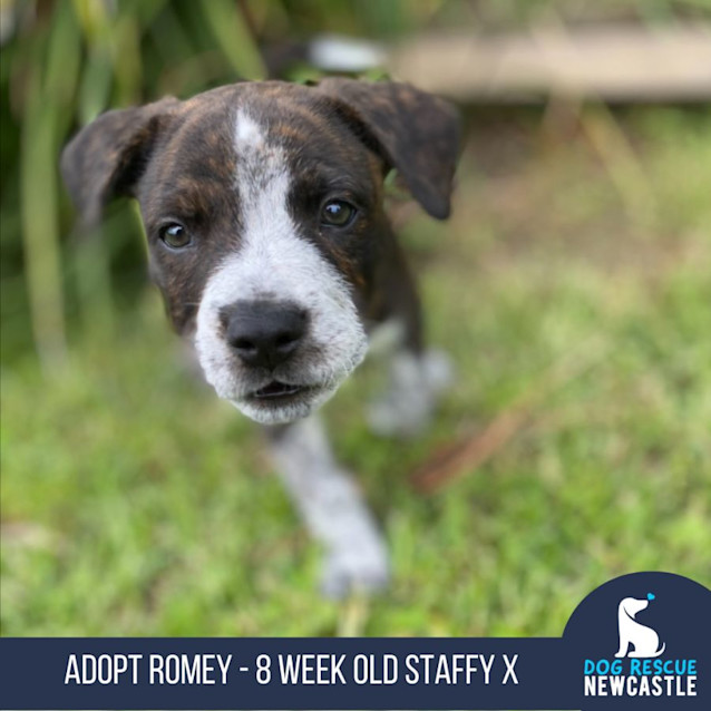 Photo of Romey   3 Month Old Staffy X