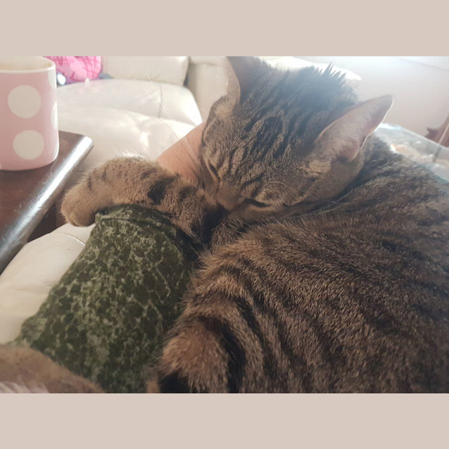 Photo of Cookie