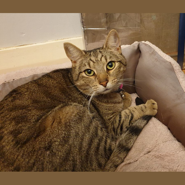 Photo of Cookie
