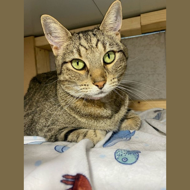 Photo of Cookie