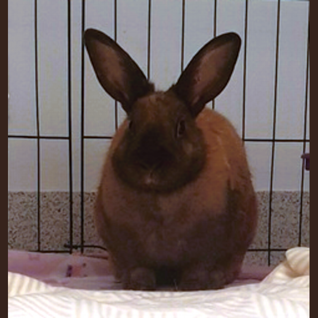 Photo of Latte