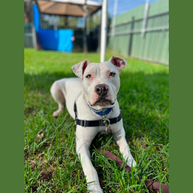Photo of Bambino