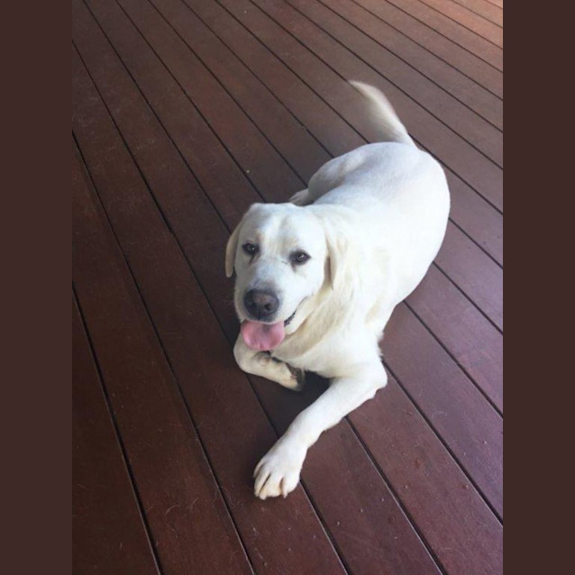 Photo of Buddy Celestino 