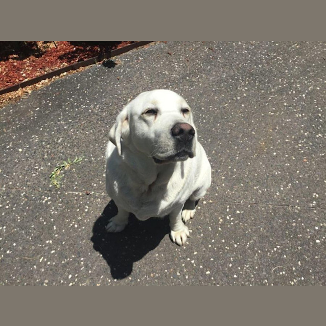 Photo of Buddy Celestino 