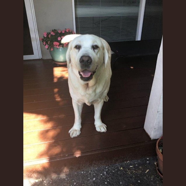 Photo of Buddy Celestino 