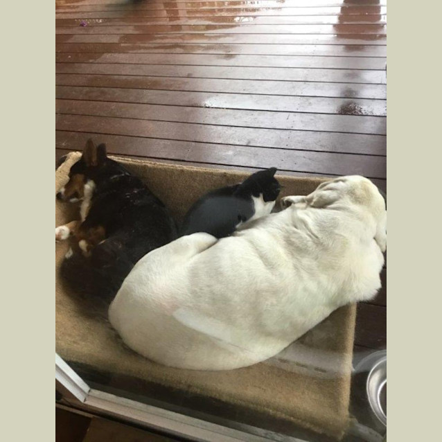 Photo of Buddy Celestino 