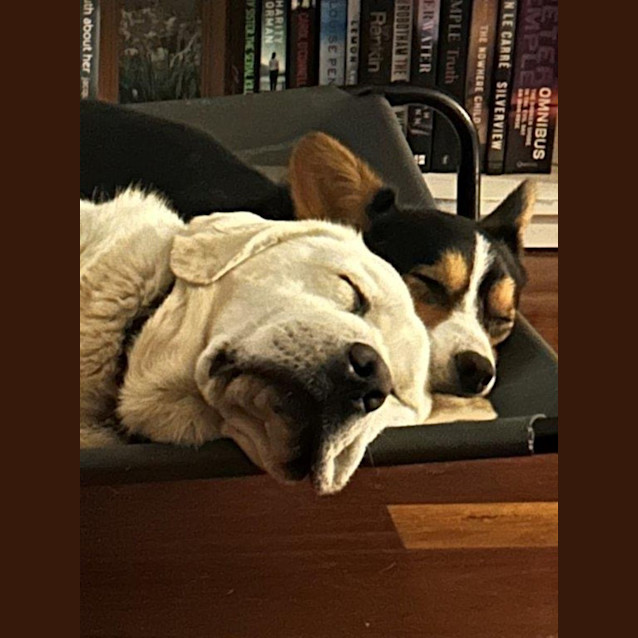 Photo of Buddy Celestino 