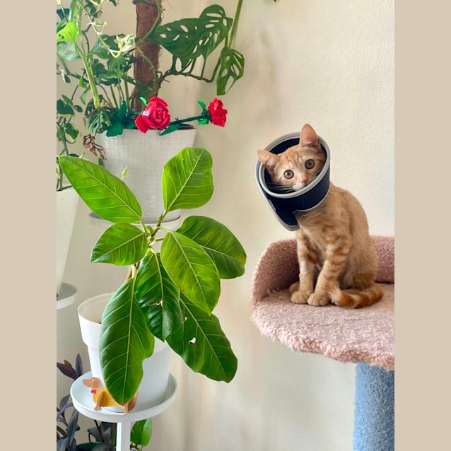 Photo of Taco