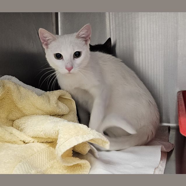 Photo of Tinkerbell 