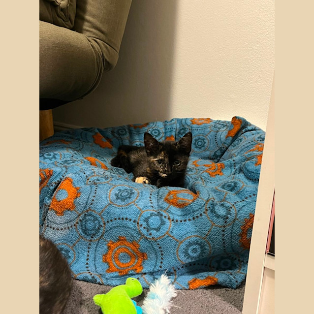 Photo of Nebula