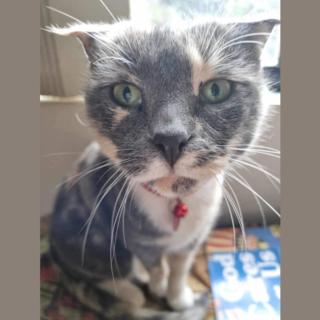 Photo of Tuppence