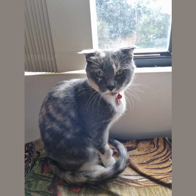 Photo of Tuppence