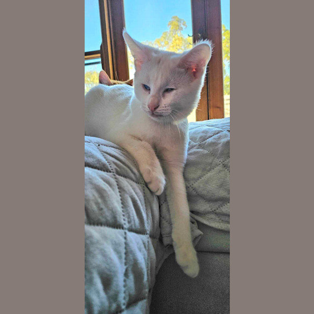 Photo of Prince Arthur