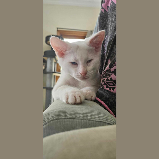 Photo of Prince Arthur