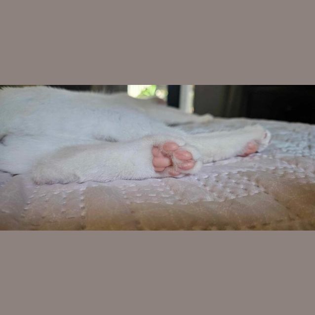 Photo of Prince Arthur