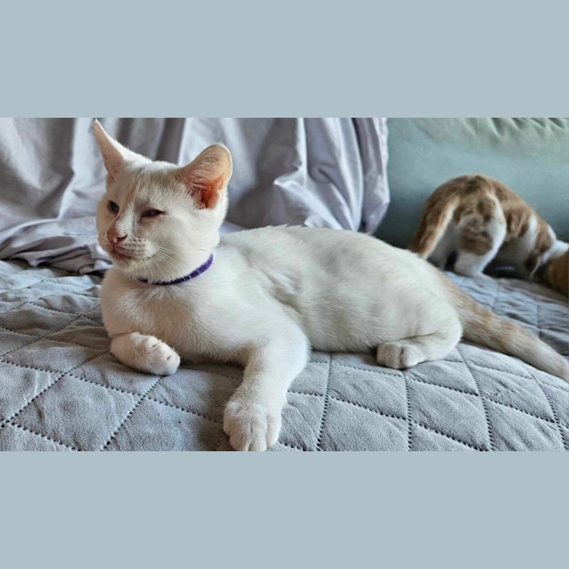 Photo of Prince Arthur