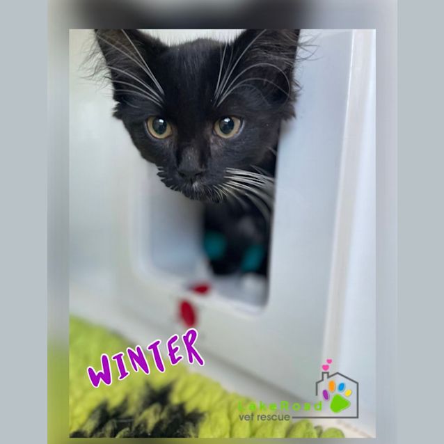 Photo of Winter
