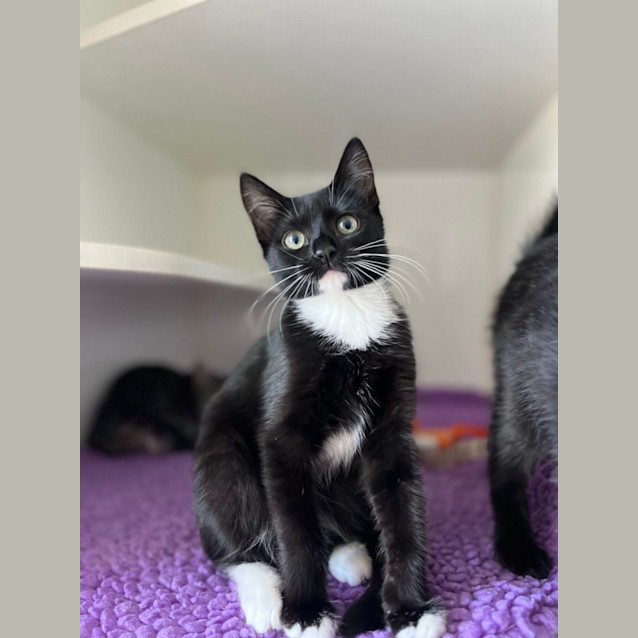 Photo of Millie