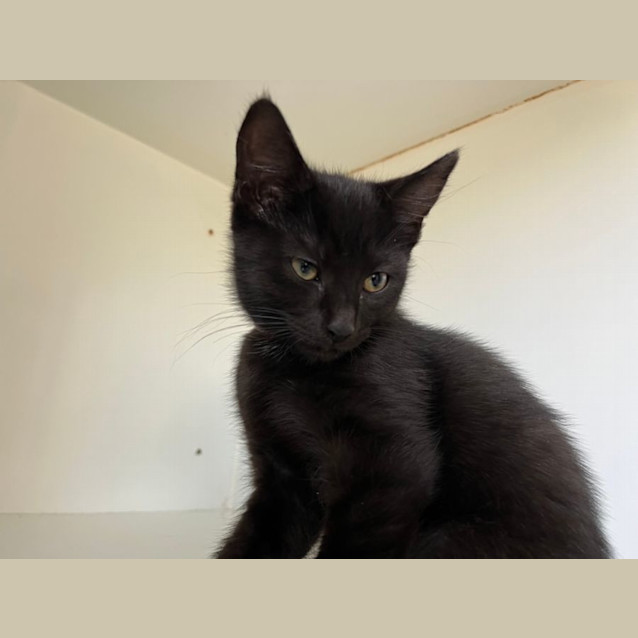 Photo of Muffin
