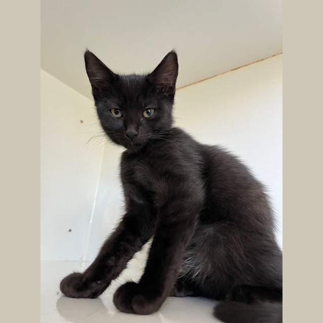 Photo of Muffin