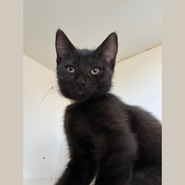 Photo of Muffin