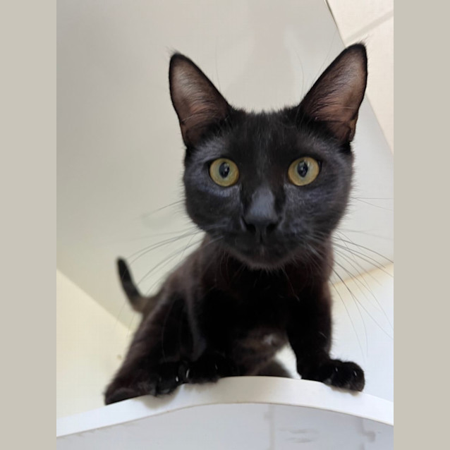 Photo of Ebony