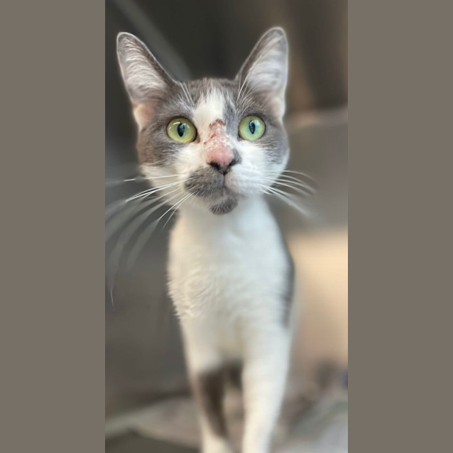 Photo of Kitty