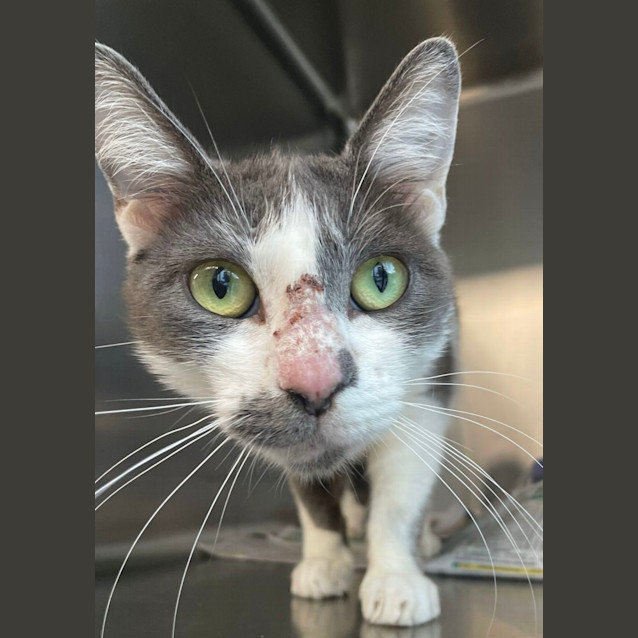 Photo of Kitty