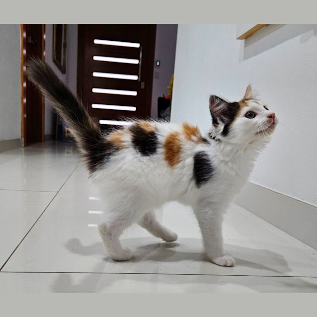 Photo of Honey