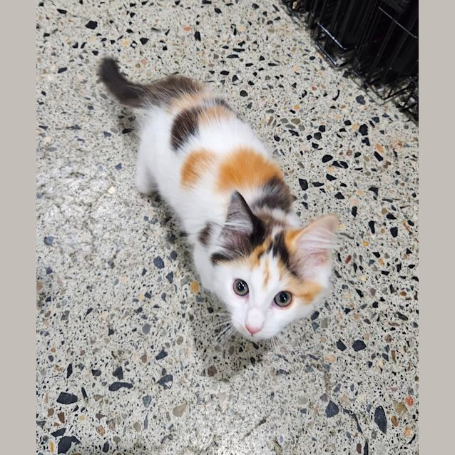 Photo of Honey