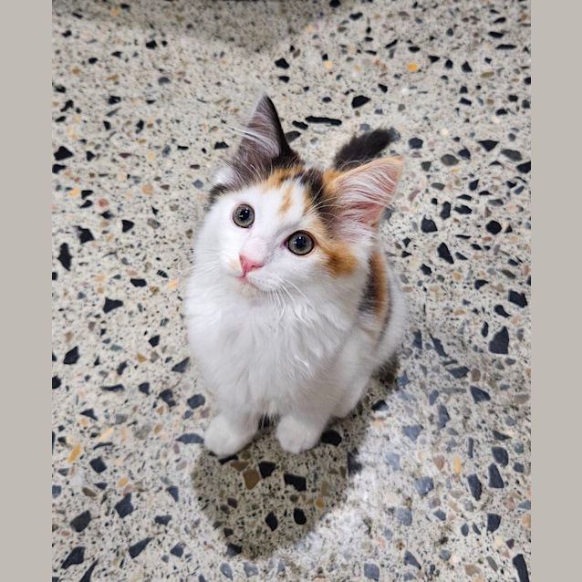 Photo of Honey