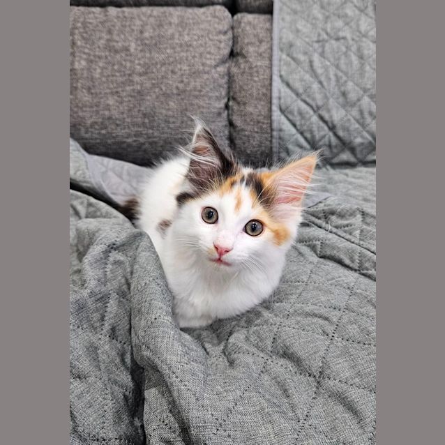 Photo of Honey