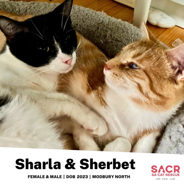 Photo of Sherbert & Sharla