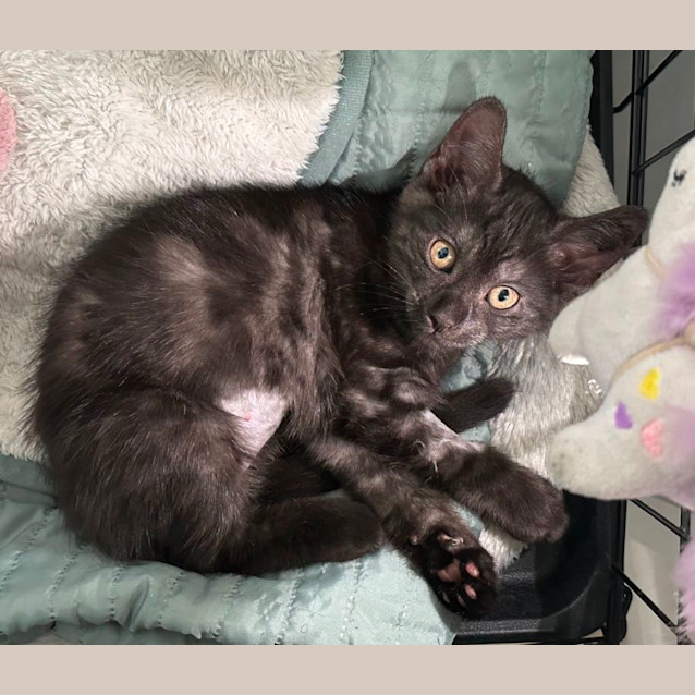 Photo of Cleo 😻💕❤️