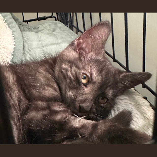 Photo of Cleo 😻💕❤️