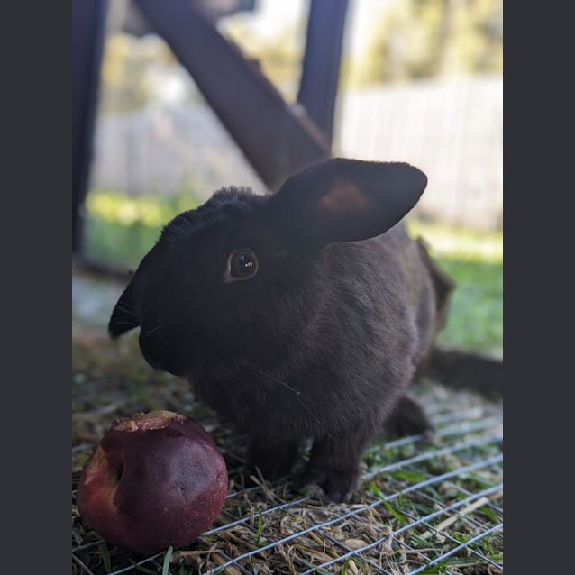 Photo of 🐰Aurora Stk153 🐰