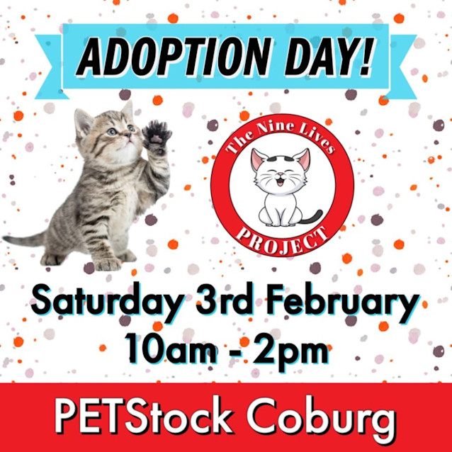 Photo of Trixie *9 Lives Project Rescue*